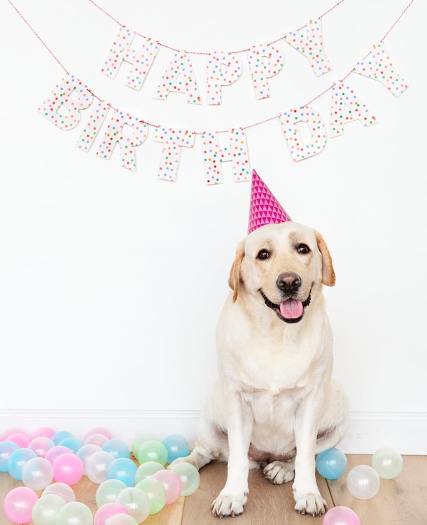 10 Stunning Happy Birthday Photography - picture 9