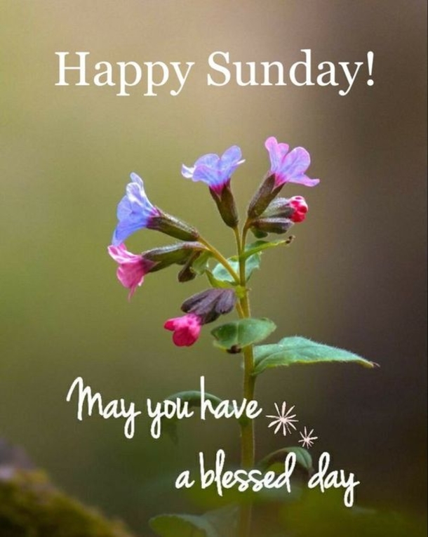 10 Sunday Quotes For A Very Peaceful And Positive Day - picture 8