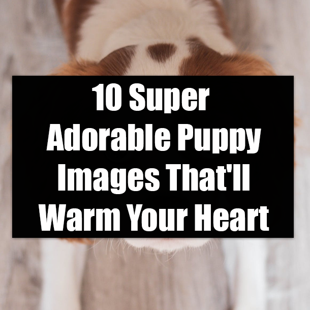 10 Super Adorable Puppy Images That'll Warm Your Heart