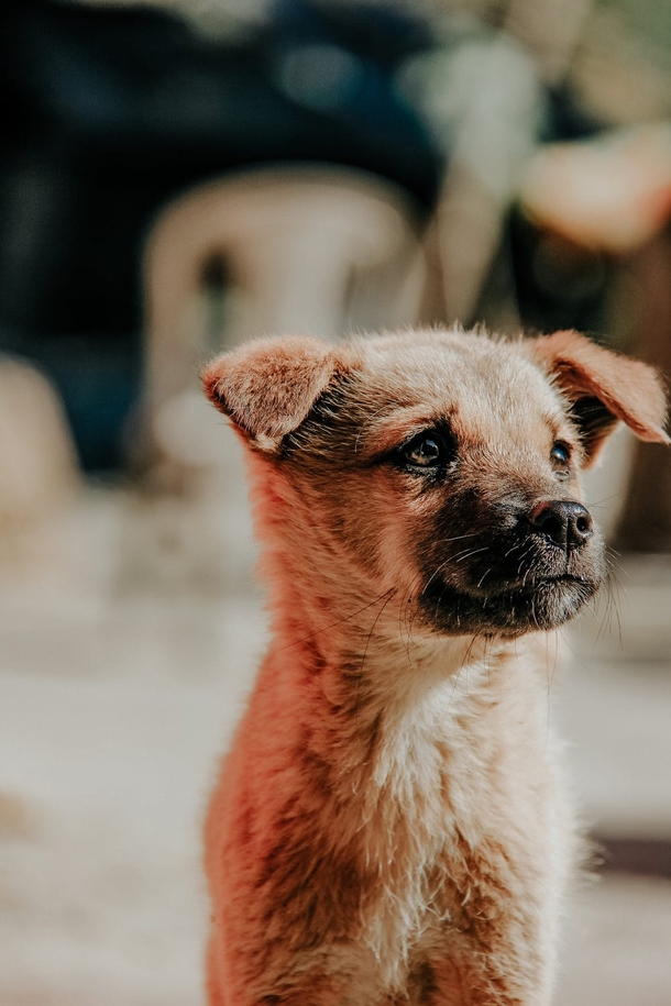 10 Super Adorable Puppy Images That'll Warm Your Heart - picture 10