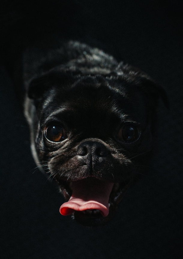 10 Super Adorable Puppy Images That'll Warm Your Heart - picture 11
