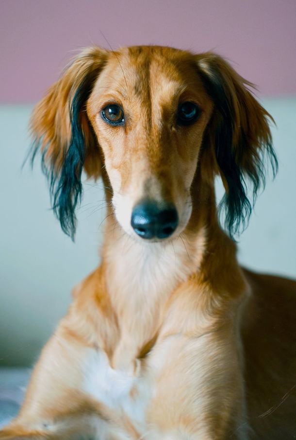 10 Super Adorable Puppy Images That'll Warm Your Heart - picture 12
