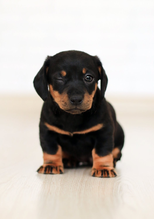 10 Super Adorable Puppy Images That'll Warm Your Heart - picture 2