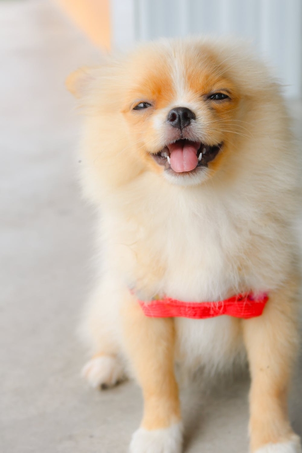 10 Super Adorable Puppy Images That'll Warm Your Heart - picture 3