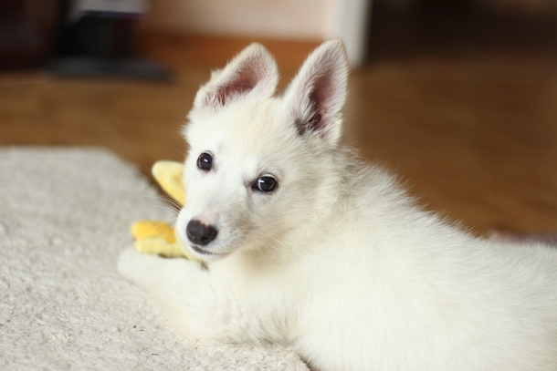 10 Super Adorable Puppy Images That'll Warm Your Heart - picture 4