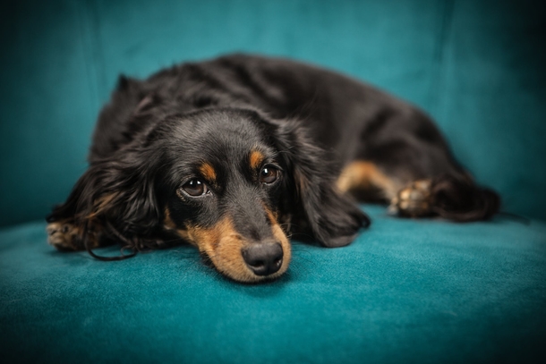10 Super Adorable Puppy Images That'll Warm Your Heart - picture 5