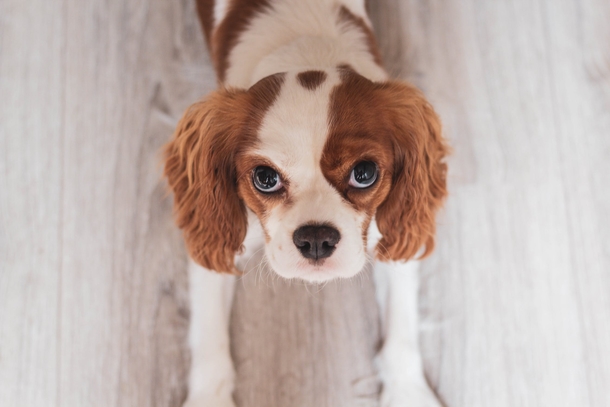 10 Super Adorable Puppy Images That'll Warm Your Heart - picture 6