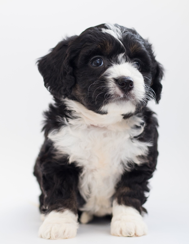 10 Super Adorable Puppy Images That'll Warm Your Heart - picture 7