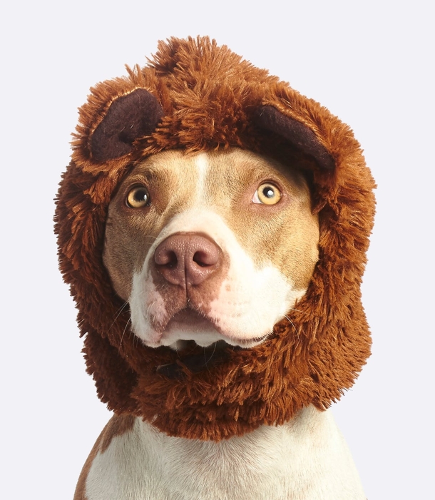 10 Super Adorable Puppy Images That'll Warm Your Heart - picture 8