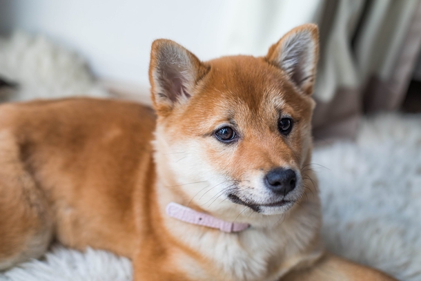 10 Super Adorable Puppy Images That'll Warm Your Heart - picture 9