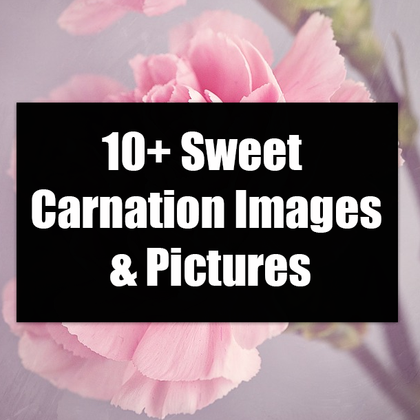10+ Sweet Carnation Images & Pictures