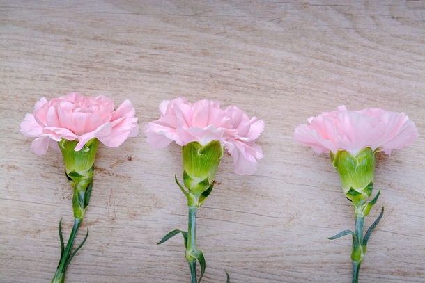 10+ Sweet Carnation Images & Pictures - picture 10