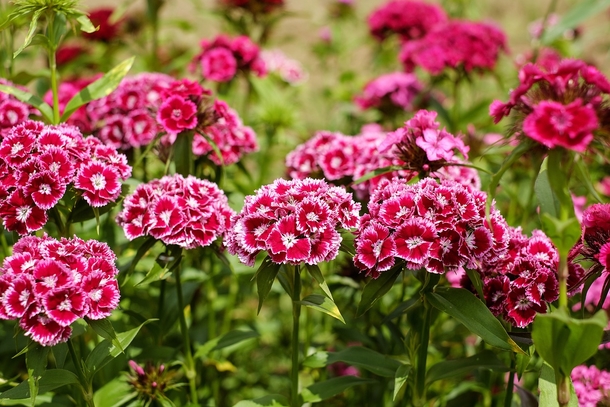 10+ Sweet Carnation Images & Pictures - picture 11