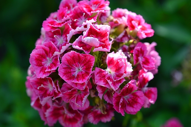 10+ Sweet Carnation Images & Pictures - picture 12