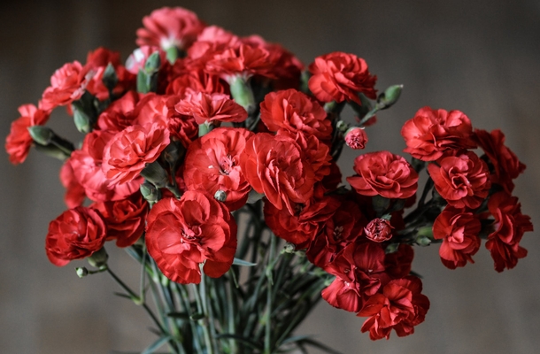 10+ Sweet Carnation Images & Pictures - picture 2