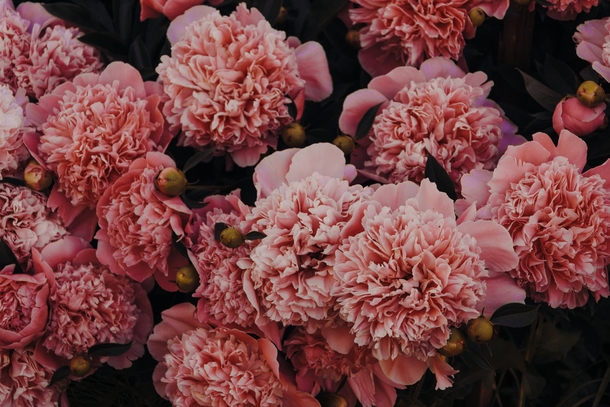 10+ Sweet Carnation Images & Pictures - picture 3