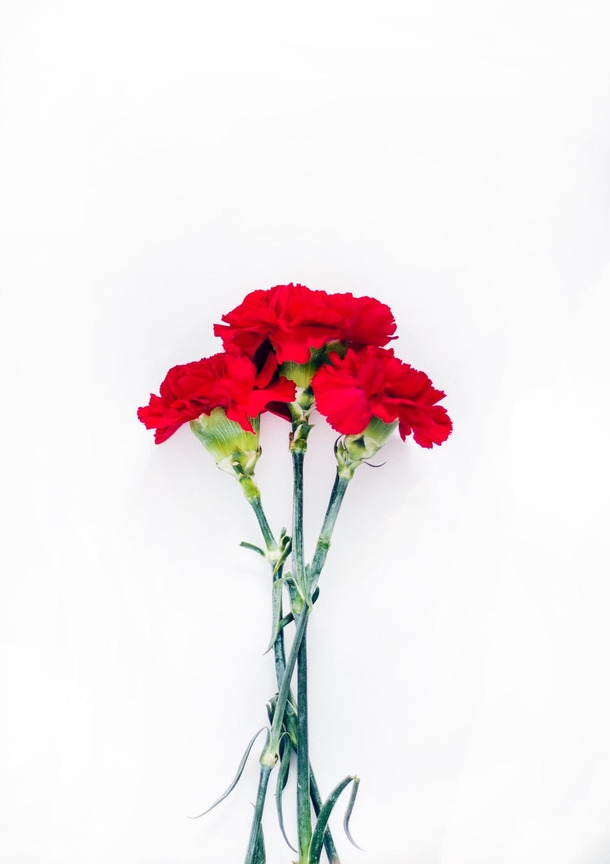 10+ Sweet Carnation Images & Pictures - picture 4
