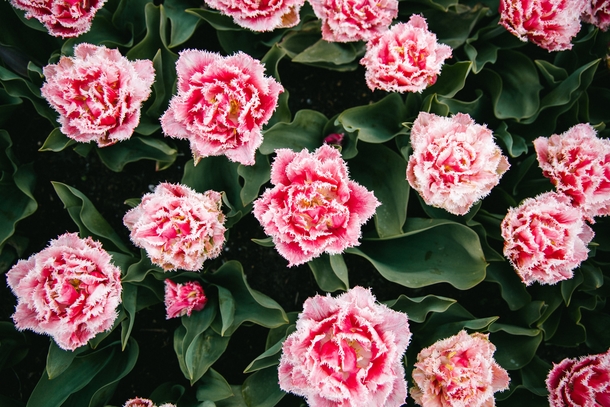 10+ Sweet Carnation Images & Pictures - picture 5