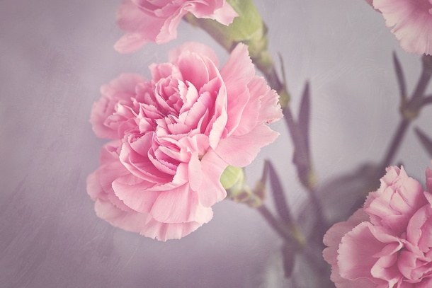 10+ Sweet Carnation Images & Pictures - picture 6