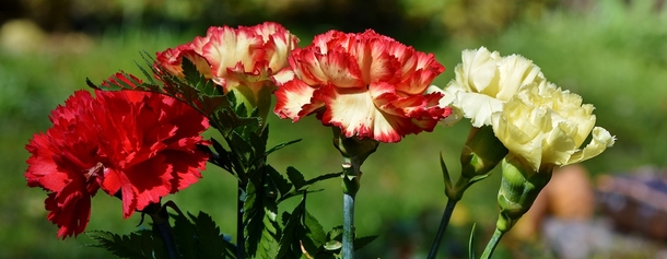 10+ Sweet Carnation Images & Pictures - picture 7