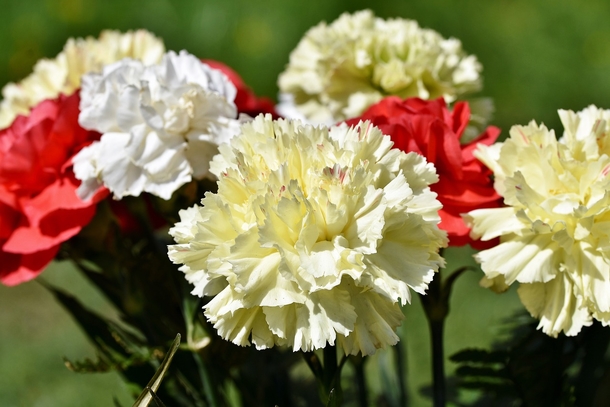 10+ Sweet Carnation Images & Pictures - picture 8