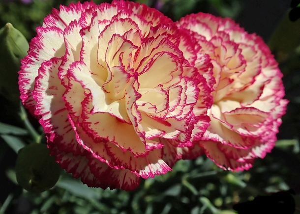 10+ Sweet Carnation Images & Pictures - picture 9