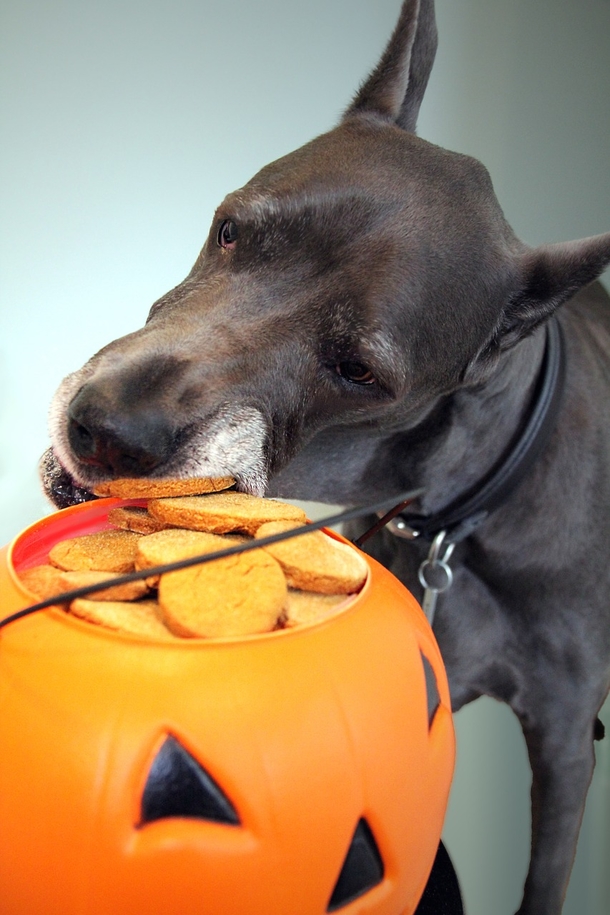 10 Sweet Halloween Cookie Ideas - picture 11