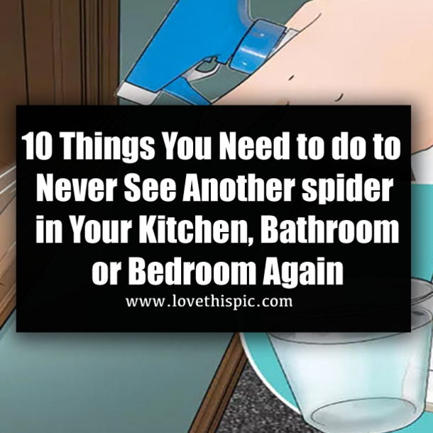 10 Things You Need to do to Never See Another spider in Your Kitchen, Bathroom or Bedroom Again