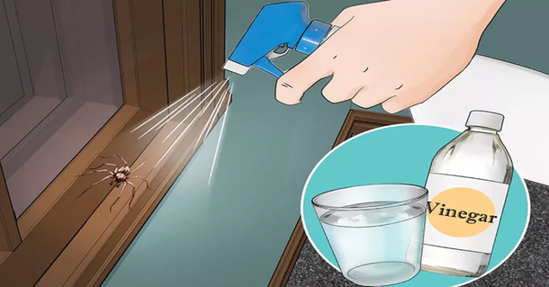 10 Things You Need to do to Never See Another spider in Your Kitchen, Bathroom or Bedroom Again - picture 2