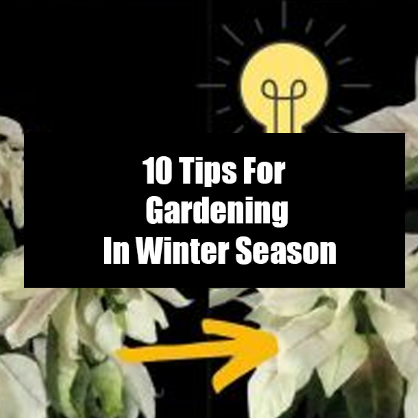 10 Tips For Gardening In Winter Season