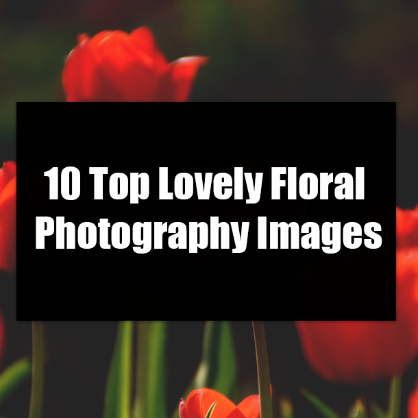 10 Top Lovely Floral Photography Images