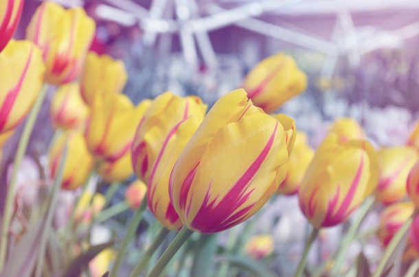 10 Top Lovely Floral Photography Images - picture 10