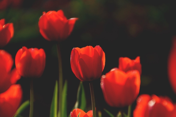 10 Top Lovely Floral Photography Images - picture 11