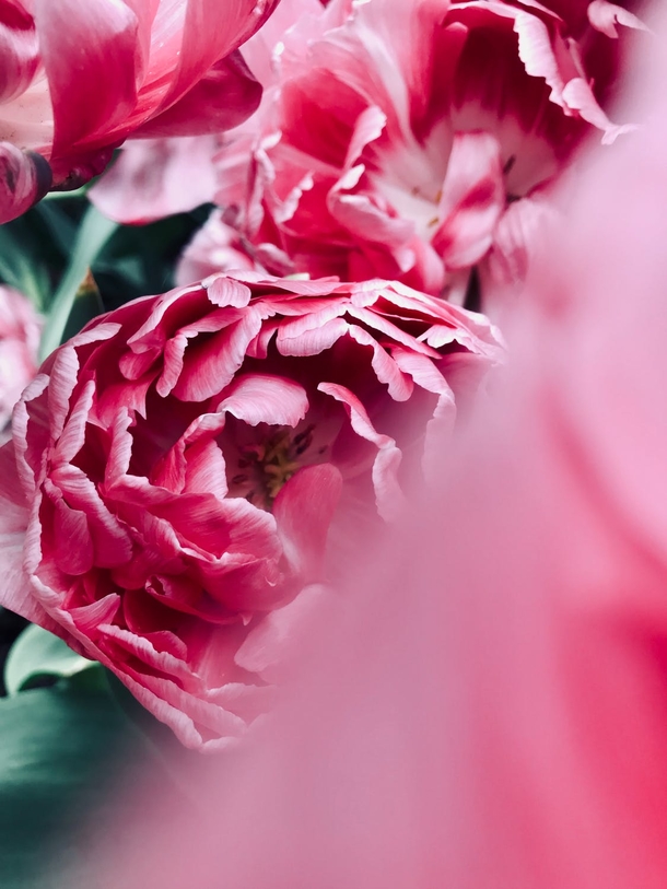 10 Top Lovely Floral Photography Images - picture 3