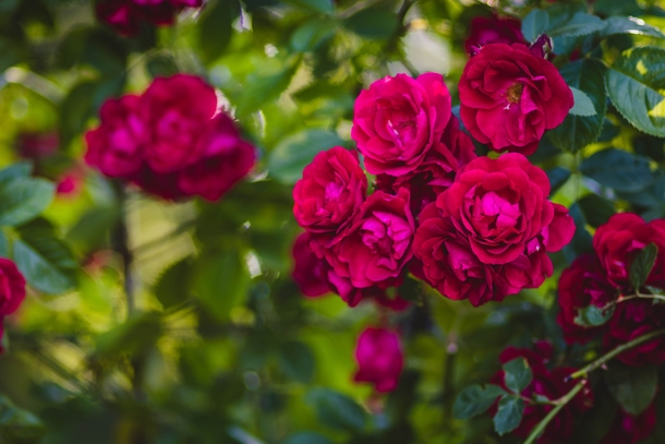 10 Top Lovely Floral Photography Images - picture 4