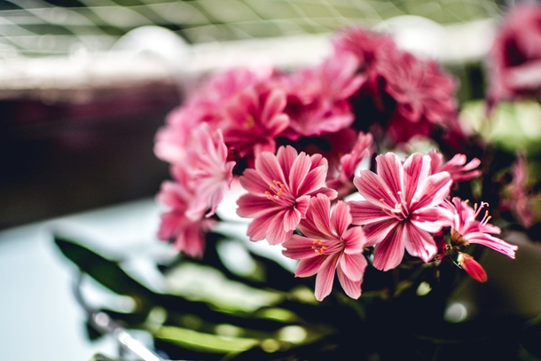 10 Top Lovely Floral Photography Images - picture 5