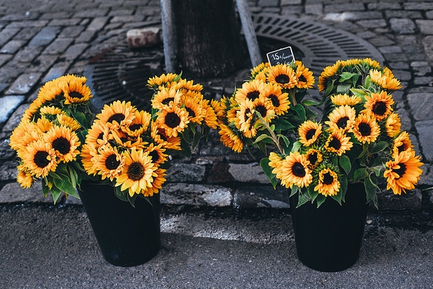 10 Top Lovely Floral Photography Images - picture 6
