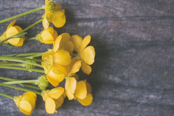10 Top Lovely Floral Photography Images - picture 8