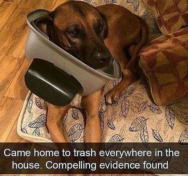 10 Top Memes That Have Humor Anyone Will Like - picture 9