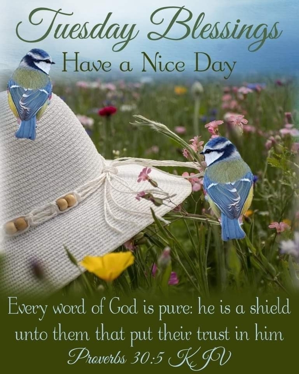 10 Tuesday Blessing Picture Quotes To Love And Appreciate - picture 8