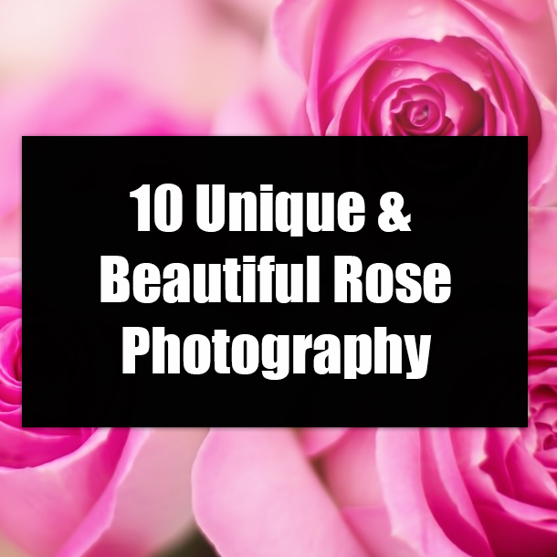 10 Unique & Beautiful Rose Photography
