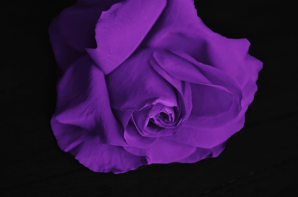 10 Unique & Beautiful Rose Photography - picture 10
