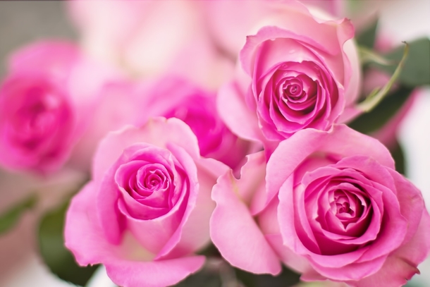 10 Unique & Beautiful Rose Photography - picture 11