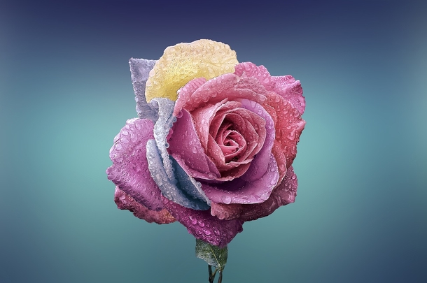 10 Unique & Beautiful Rose Photography - picture 3