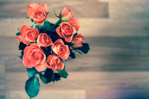 10 Unique & Beautiful Rose Photography - picture 4