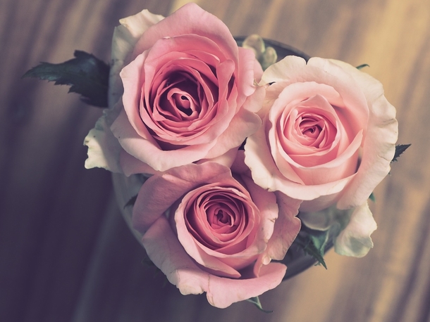 10 Unique & Beautiful Rose Photography - picture 5