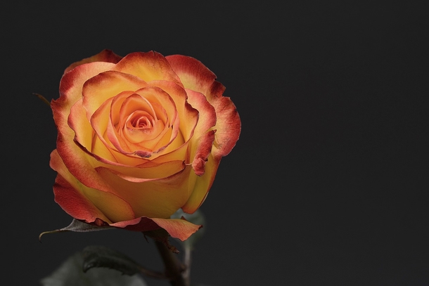 10 Unique & Beautiful Rose Photography - picture 6