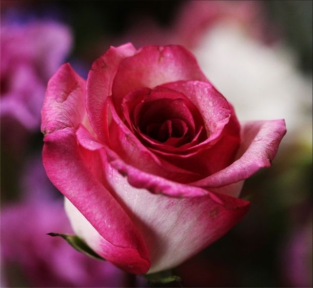 10 Unique & Beautiful Rose Photography - picture 7