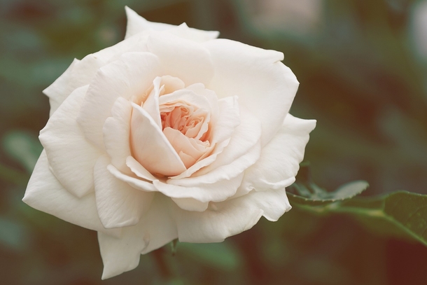 10 Unique & Beautiful Rose Photography - picture 8