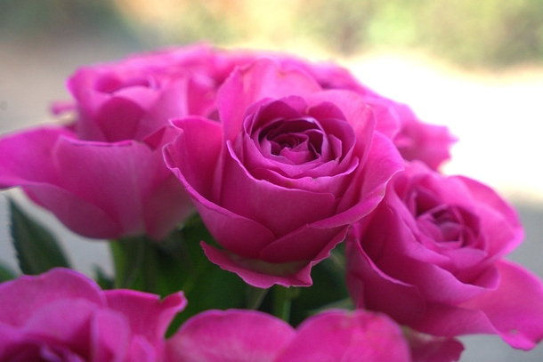 10 Unique & Beautiful Rose Photography - picture 9